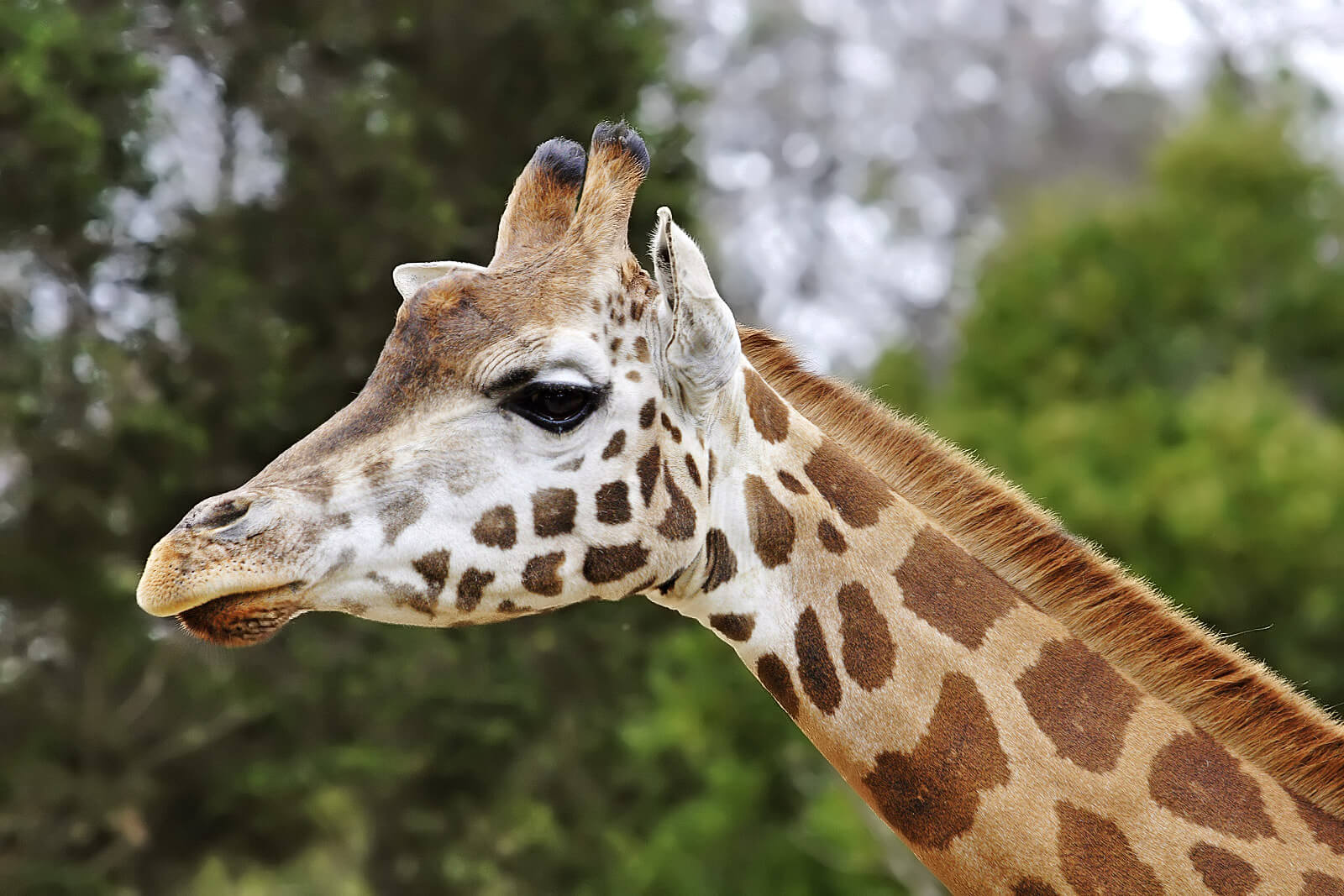 A giraffe at Melbourne Zoo